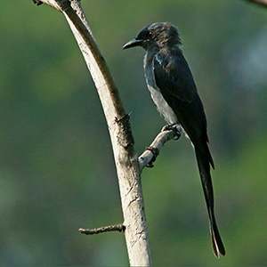 Black Drongo